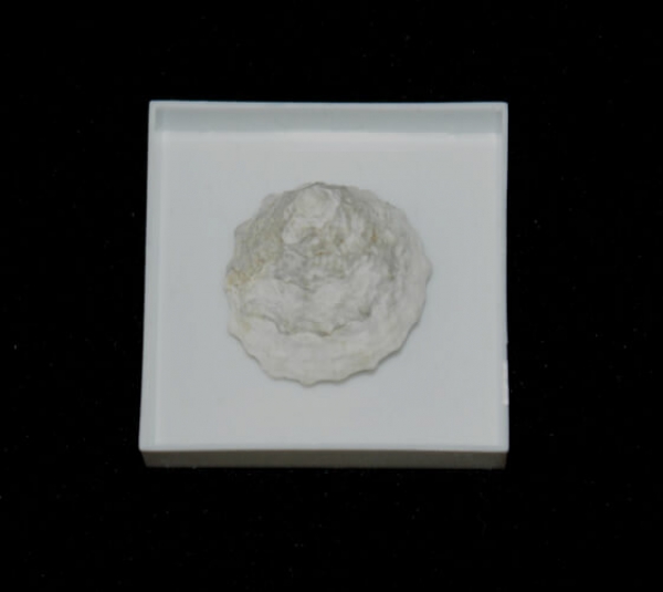 Fossile Meerwasserschnecke